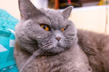 Gri İngiliz kedisi. Kedi uyudu. Güzel kedi gözleri ve ağızlık. Gri tüylü İngiliz Kedisinin Yatakta Uyuyan Bir Çocuğun Elleri. Yaklaş, ağızlık.,