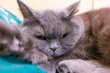 Gri İngiliz kedisi. Kedi uyudu. Güzel kedi gözleri ve ağızlık. Gri tüylü İngiliz Kedisinin Yatakta Uyuyan Bir Çocuğun Elleri. Yaklaş, ağızlık.,