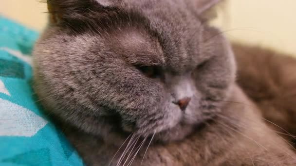 Gato Británico Gris Gato Está Durmiendo Hermosos Ojos Gato Bozal — Vídeos de Stock