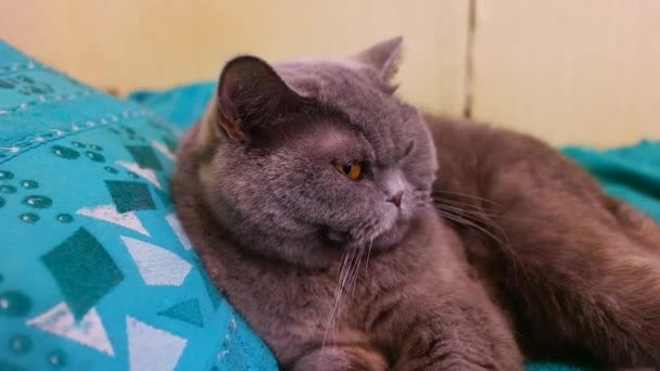 Graue Britische Katze Schläft Die Katze Schöne Katzenaugen Und Schnauze — Stockvideo