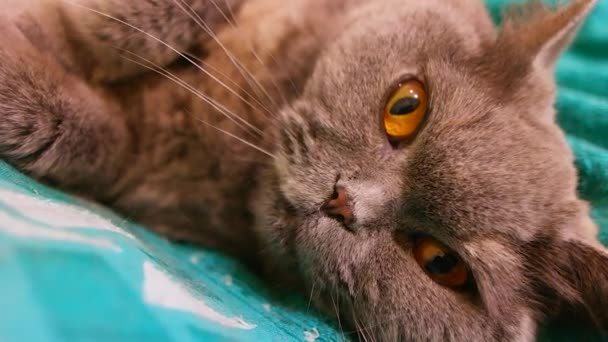 Grijze Britse Kat Kat Slaapt Mooie Kattenogen Muilkorf Hands Child — Stockvideo