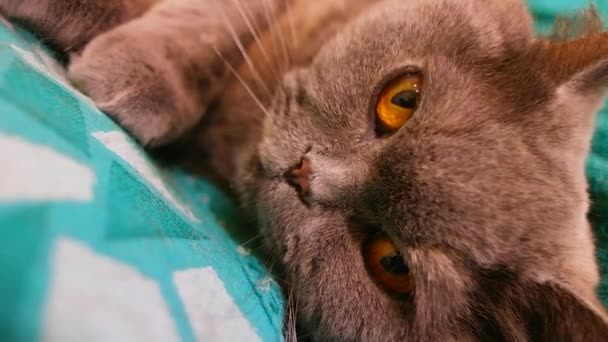 Gato Británico Gris Gato Está Durmiendo Hermosos Ojos Gato Bozal — Vídeos de Stock