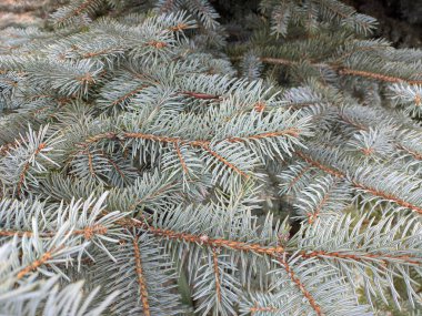 Mavi ladin. Köknar dalları. Parktaki mavi ladin dalları. Spruce, iğneli köknar dalları. Noel ağacı. Sığ iğneleri olan taze, güzel, yeşil bir ağaç. Yakın plan. Doğal arkaplan