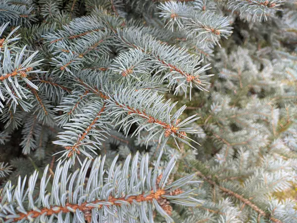 Mavi ladin. Köknar dalları. Parktaki mavi ladin dalları. Spruce, iğneli köknar dalları. Noel ağacı. Sığ iğneleri olan taze, güzel, yeşil bir ağaç. Yakın plan. Doğal arkaplan
