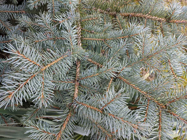 Mavi ladin. Köknar dalları. Parktaki mavi ladin dalları. Spruce, iğneli köknar dalları. Noel ağacı. Sığ iğneleri olan taze, güzel, yeşil bir ağaç. Yakın plan. Doğal arkaplan