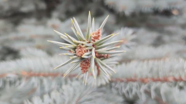 ブルースプルース ファイブブランチ 公園のブルースプルースの枝 スプルース 針で枝分かれする クリスマスツリー 浅い針が付いている新しく美しい若い緑の木 クローズアップ 自然の背景 — ストック動画