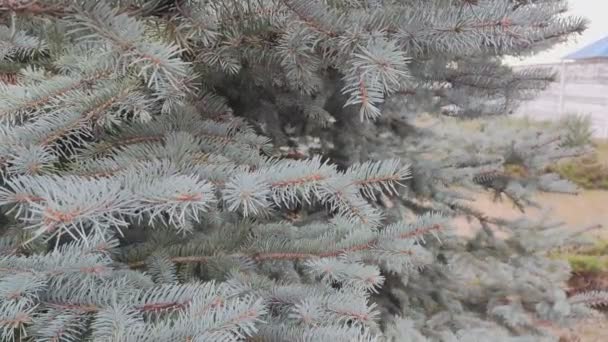 ブルースプルース ファイブブランチ 公園のブルースプルースの枝 スプルース 針で枝分かれする クリスマスツリー 浅い針が付いている新しく美しい若い緑の木 クローズアップ 自然の背景 — ストック動画