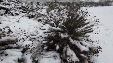 Çimlere kar yağıyor. Yeşil çimlerin üzerinde beyaz kar. Karların altında kuru otlar. Soğuk sert Yucca bitkileri kış karına dayanıklıdır. Yakın plan, karın altında beyaz yukka çiçekleri. Doğal anomali,