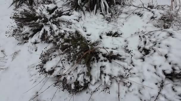 Χιόνι Στο Γρασίδι Λευκό Χιόνι Στο Πράσινο Γρασίδι Ξηρό Γρασίδι — Αρχείο Βίντεο