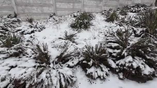 Снег Траве Белый Снег Зеленой Траве Сухая Трава Снегом Холодновыносливые — стоковое видео