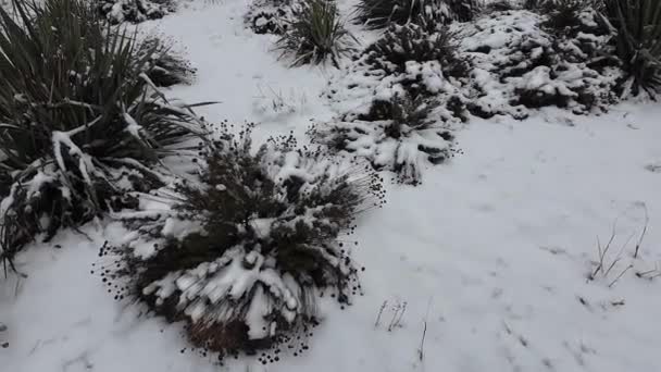 Snö Gräset Vit Snö Grönt Gräs Torrt Gräs Snön Kallhärdiga — Stockvideo