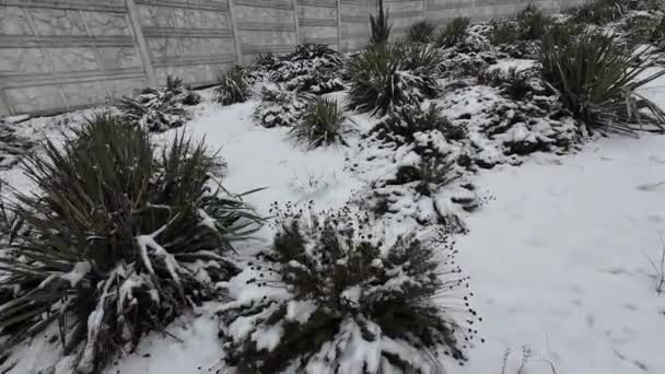 Sneeuw Het Gras Witte Sneeuw Groen Gras Droog Gras Onder — Stockvideo