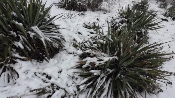 Снег Траве Белый Снег Зеленой Траве Сухая Трава Снегом Холодновыносливые — стоковое видео