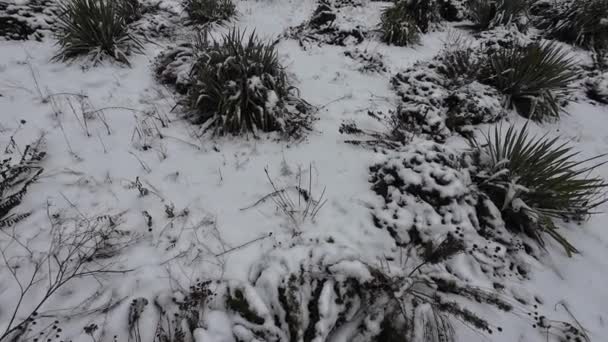 Schnee Auf Dem Rasen Weißer Schnee Auf Grünem Gras Trockenes — Stockvideo