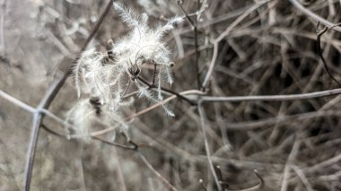 Çitin üzerindeki kuru çimenler. Çimlerin üzerinde beyaz tüyler. Kuru otların beyaz tohumları.