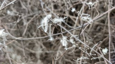 Çitin üzerindeki kuru çimenler. Çimlerin üzerinde beyaz tüyler. Kuru otların beyaz tohumları.