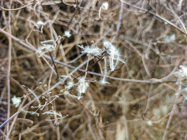 Çitin üzerindeki kuru çimenler. Çimlerin üzerinde beyaz tüyler. Kuru otların beyaz tohumları.