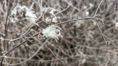 Çitin üzerindeki kuru çimenler. Çimlerin üzerinde beyaz tüyler. Kuru otların beyaz tohumları.