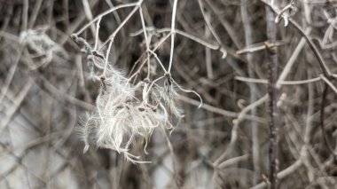 Çitin üzerindeki kuru çimenler. Çimlerin üzerinde beyaz tüyler. Kuru otların beyaz tohumları.