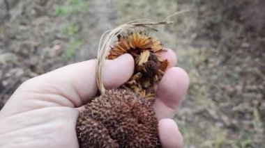 yuvarlak ağaç tohumları. Sıra dışı bitki tohumları. Acerifolia, ya da melez uçak, Platanaceae familyası. Sonbahar sarısı kuru yapraklar, açık havada..