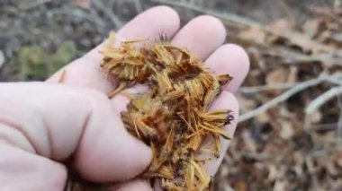 yuvarlak ağaç tohumları. Sıra dışı bitki tohumları. Acerifolia, ya da melez uçak, Platanaceae familyası. Sonbahar sarısı kuru yapraklar, açık havada..