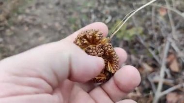 yuvarlak ağaç tohumları. Sıra dışı bitki tohumları. Acerifolia, ya da melez uçak, Platanaceae familyası. Sonbahar sarısı kuru yapraklar, açık havada..