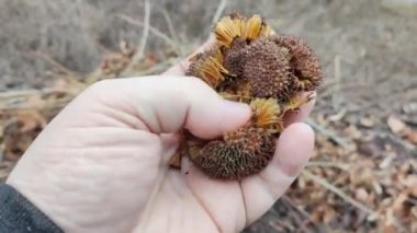 yuvarlak ağaç tohumları. Sıra dışı bitki tohumları. Acerifolia, ya da melez uçak, Platanaceae familyası. Sonbahar sarısı kuru yapraklar, açık havada..