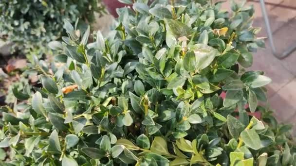 Frumos Lemn Cutie Verde Plante Lemnoase Specii Din Genul Boxwood — Videoclip de stoc
