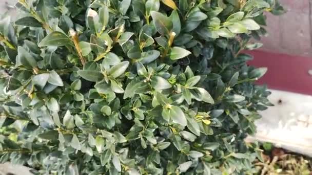 Όμορφο Πράσινο Boxwood Ξυλώδη Φυτά Είδη Του Γένους Boxwood Της — Αρχείο Βίντεο