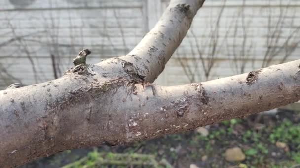 Pnia Drzewa Wiosną Drzewa Wiosną Tekstura Kory Drewna — Wideo stockowe