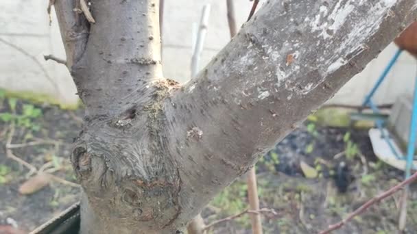 春の木のトランク 春の木たち 樹皮と木の質感 — ストック動画