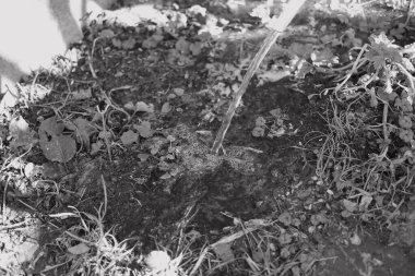 Tek renkli su akar gider. siyah ve beyaz su bir derede akar. İnanılmaz bir dokusu olan canlı, soyut, gri bir arkaplan. Ön odaklı yüksek hızlı kamera çekimi.