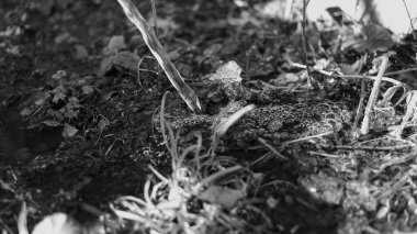 Tek renkli su akar gider. siyah ve beyaz su bir derede akar. İnanılmaz bir dokusu olan canlı, soyut, gri bir arkaplan. Ön odaklı yüksek hızlı kamera çekimi.