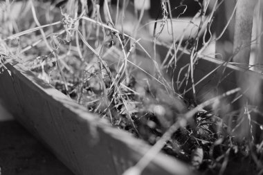 siyah ve beyaz kuru otlar. Tek krom kuru otlar. Kuru çimenler yakın. Doğal arka plan, siyah ve beyaz. Dağda kuru otlar olan çayır.