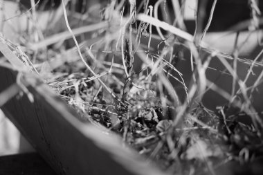 siyah ve beyaz kuru otlar. Tek krom kuru otlar. Kuru çimenler yakın. Doğal arka plan, siyah ve beyaz. Dağda kuru otlar olan çayır.