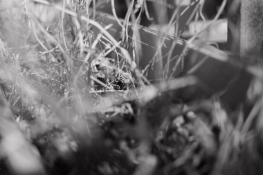 siyah ve beyaz kuru otlar. Tek krom kuru otlar. Kuru çimenler yakın. Doğal arka plan, siyah ve beyaz. Dağda kuru otlar olan çayır.