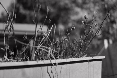 siyah ve beyaz kuru otlar. Tek krom kuru otlar. Kuru çimenler yakın. Doğal arka plan, siyah ve beyaz. Dağda kuru otlar olan çayır.