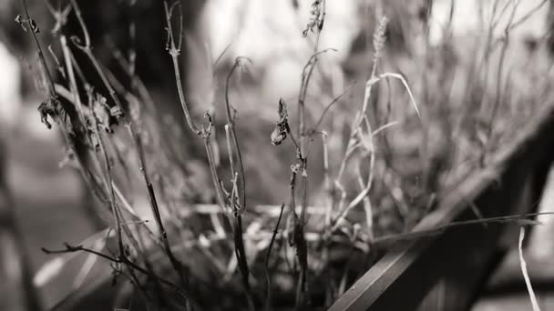 黑白相间的干草 单色干草茎 干草收拢 自然背景黑白分明 山里有干草的草场 — 图库视频影像