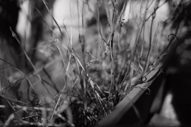 siyah ve beyaz kuru otlar. Tek krom kuru otlar. Kuru çimenler yakın. Doğal arka plan, siyah ve beyaz. Dağda kuru otlar olan çayır.