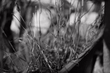 siyah ve beyaz kuru otlar. Tek krom kuru otlar. Kuru çimenler yakın. Doğal arka plan, siyah ve beyaz. Dağda kuru otlar olan çayır.