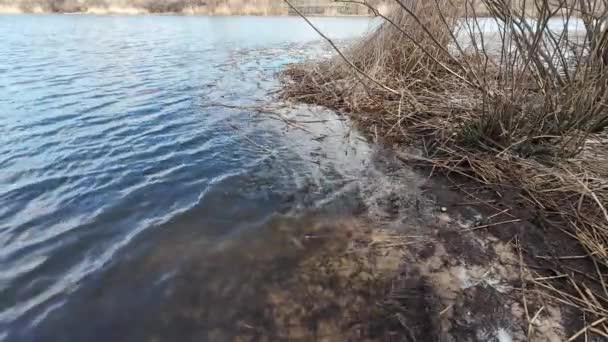 Trzciny Wodzie Wody Suchych Trzcin Sucha Trawa Pod Wodą Trzciny — Wideo stockowe