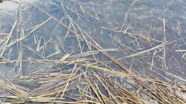 芦苇在水里 水和干草 水底干草 芦苇和尾巴水下水生植物弯曲并折断涌来的波浪 — 图库视频影像