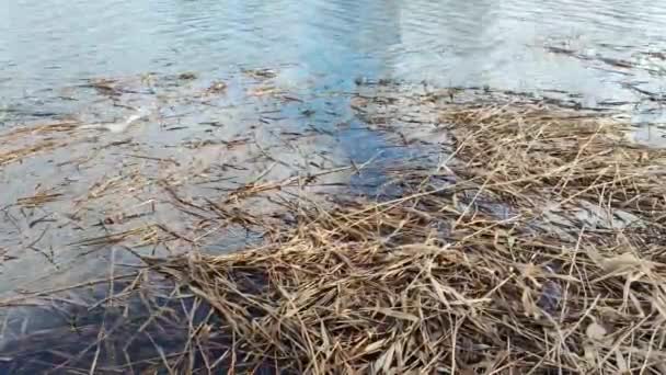 水の中のリード 水と乾燥したリード 水の下で乾燥した草 ウォーターベンドの下に水生植物を捕獲し 来るべき波を破る — ストック動画