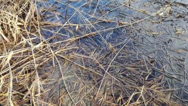芦苇在水里 水和干草 水底干草 芦苇和尾巴水下水生植物弯曲并折断涌来的波浪 — 图库视频影像