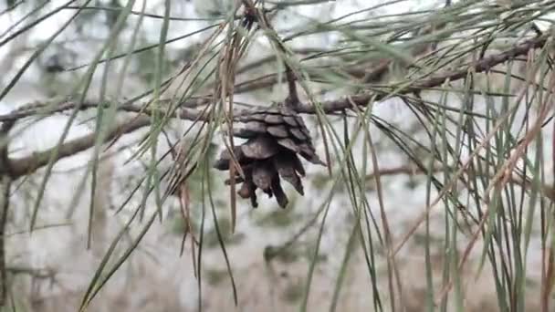 나뭇가지에 오래된 소나무 오래되고 새로운 소나무에 스프루스 고품질 — 비디오
