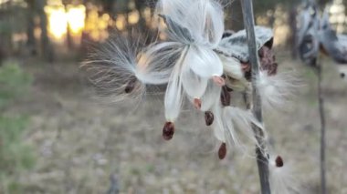 Suriye pamuk otu, Aesculapian otu, sütlü ot, kırlangıç otu. Asclepias syriaca. Asclepias syriaca 'nın kuru tohumları Kış rüzgarında.