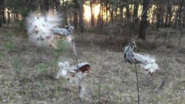 Suriye pamuk otu, Aesculapian otu, sütlü ot, kırlangıç otu. Asclepias syriaca. Asclepias syriaca 'nın kuru tohumları Kış rüzgarında.