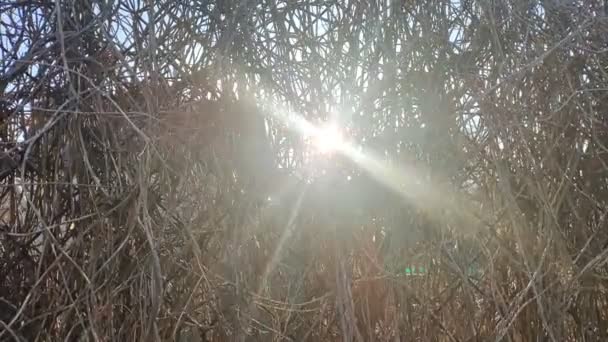Sonnenstrahlen Durch Die Äste Die Frühlingssonne Scheint Sanft Durch Frische — Stockvideo