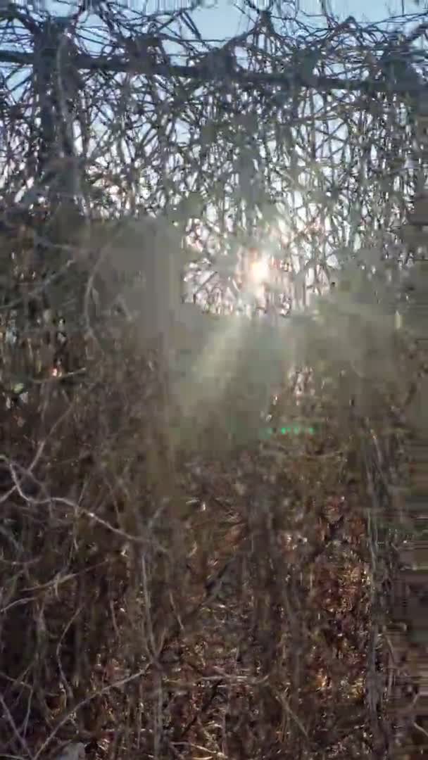 Sonnenstrahlen Durch Die Äste Die Frühlingssonne Scheint Sanft Durch Frische — Stockvideo