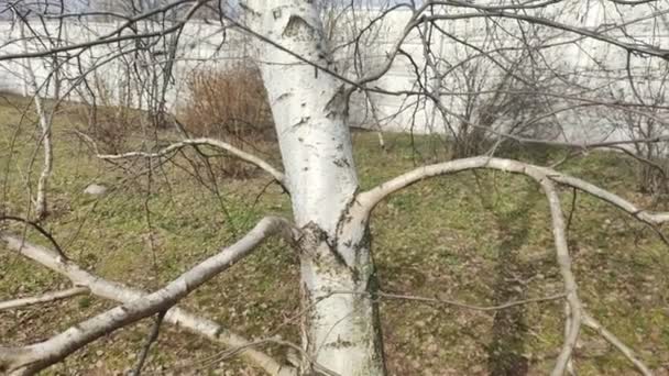 Birch Musim Semi Pohon Putih Kulit Pohon Putih Cabang Birch — Stok Video
